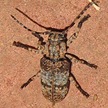 Lasiopezus longimanus